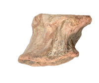Sauropod (Long Neck) Tail Vertebra, El Mers III Formation