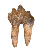 Basilosaurus Tooth