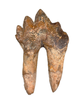 Basilosaurus Tooth