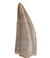 Herrerasaurid Tooth, Chinle Formation