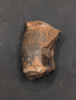 Partial Tyrannosaurus Rex Tooth