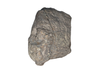 Camarasaurus Vertebra