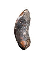 Large Rooted Ouranosaurus Tooth