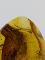 Insects in Amber from the Dominican Republic, 25 Million Years Old