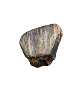 Ouranosaurus Tooth