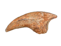 Troodon Foot Claw, Hell Creek Formation