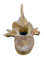 Theropod Dinosaur Vertebra, Kem Kem
