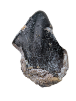 Turiasauria (Sauropod) Tooth, El Mers Formation