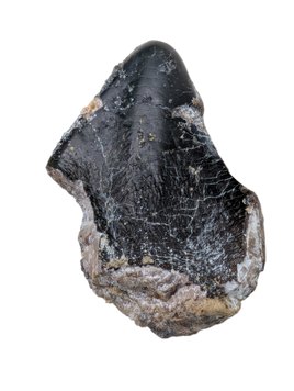 Turiasauria (Sauropod) Tooth, El Mers Formation