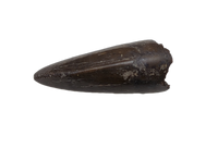Juvenile Tyrannosaurus Rex Tooth