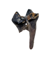 Mammal Tooth(Molar), Hell Creek Formation