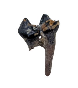 Mammal Tooth(Molar), Hell Creek Formation