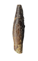 Diplocodid Tooth from the Mid Jurassic, Madagascar