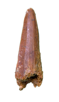 Spinosaurus Tooth