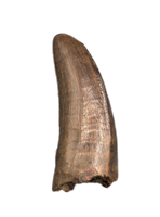 Tyrannosaur Tooth, Judith River Formation