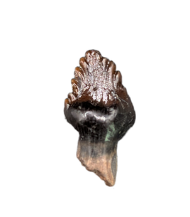 Rooted Ankylosaurus Tooth