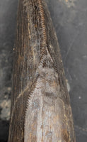 Tyrannosaur Tooth with Split Carinae, Judith River Formation