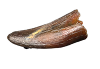 Raptor (Dromaeosaur) Itemirus? Tooth, Bissekty Formation, Uzbekistan