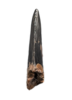 Nanotyrannus Tooth