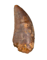 Carcharodontosaurus Tooth