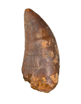 Carcharodontosaurus Tooth