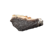 Camarasaurus Tooth Fragment from the Morrison Formation