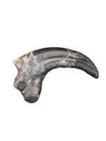 Saurornitholestes  Claw, Judith River Formation