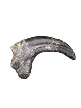 Saurornitholestes  Claw, Judith River Formation