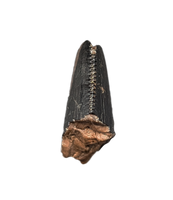 Tyrannosaurus Rex? Tooth