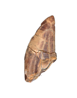 Undescribed Theropod Tooth, Niger-Cretaceous
