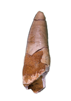 Spinosaurus Tooth