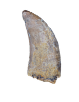 Nanotyrannus Tooth,  Lance Formation
