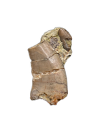 Allosaurus Tooth with Crocodile Tooth,  Morrison Formation