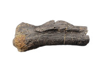 Diplodocus Caudal Vertebra