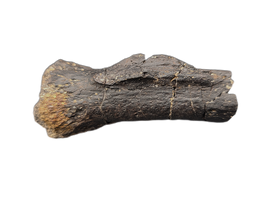 Diplodocus Caudal Vertebra