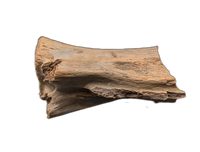 Struthiomimus Tail Vertebra, Hell Creek