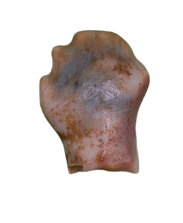 Ankylosaur Tooth, Almond Formation