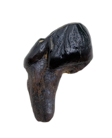 Meniscoessus Multituberculate Mammal Tooth, Hell Creek Formation