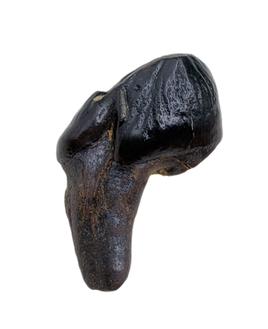 Meniscoessus Multituberculate Mammal Tooth, Hell Creek Formation