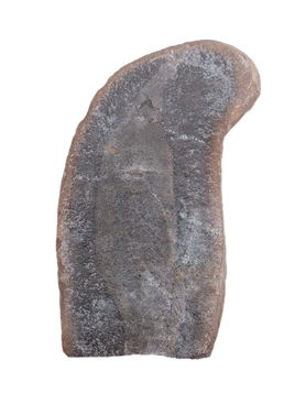 Tullimonstrum (Tullymonster) gregarium