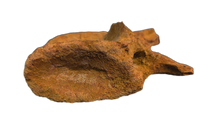 Spinosaurus Tail Vertebra