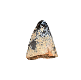 Tyrannosaur (Teratophoneus?) Tooth from the Upper Aguja Formation.