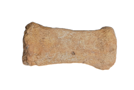 Oryctodromeus? Tail Vertebra, Cloverly Formation