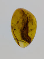 Insects in Amber from the Dominican Republic, 25 Million Years Old