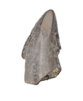 Tyrannosaur Tooth, Judith River Formation