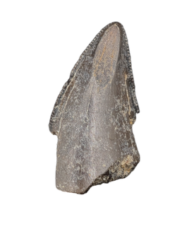 Tyrannosaur Tooth, Judith River Formation