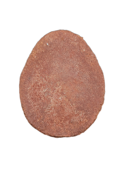 Sauropod Armor Scute