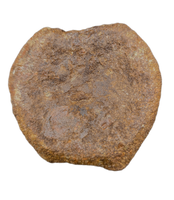 Edmontosaurus Vertebra