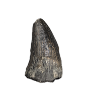 Mosasaur Tooth, Late Cretaceous of North Carolina