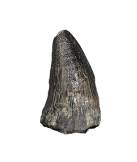 Mosasaur Tooth, Late Cretaceous of North Carolina